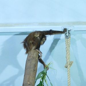 Bornean orangutan, December 2017