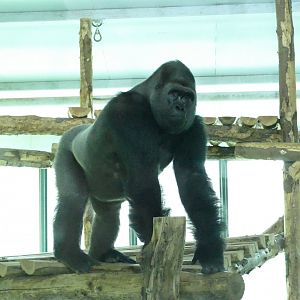 Gorilla, Kivu. December 2017