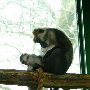 Cherry-crowned mangabey, December 2017