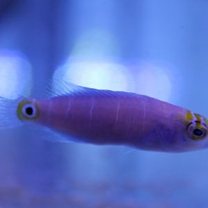 Pseudocheilinus ocellatus