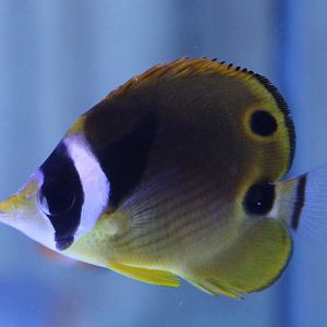Raccon butterflyfish - Chaetodon lunula
