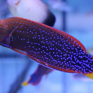 Red coris wrasse - Coris gaimard