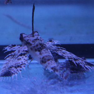 Dactyloptena orientalis