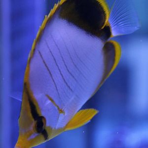 Yellow-faced butterflyfish - Chaetodon xanthocephalus