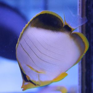 Yellow-faced butterflyfish - Chaetodon xanthocephalus