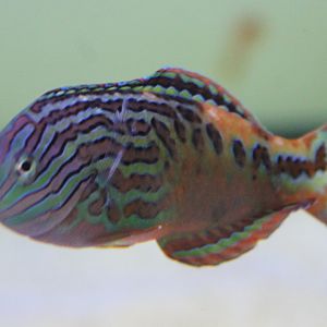 Macropharyngodon bipartitus