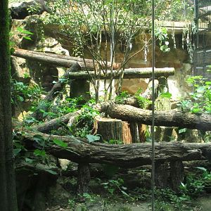 Leopard exhibit