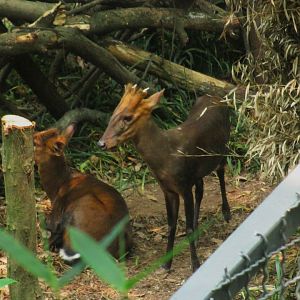 Black fronted Muntjac