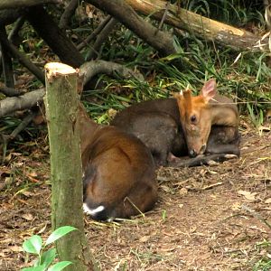 Black fronted Muntjac