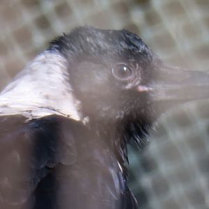collared crow (Corvus torquatus)