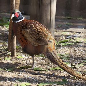 common pheasant