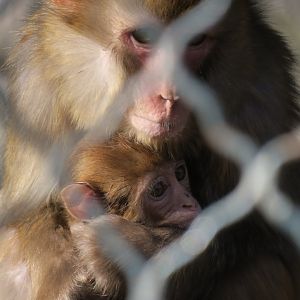 Rhesus macaque