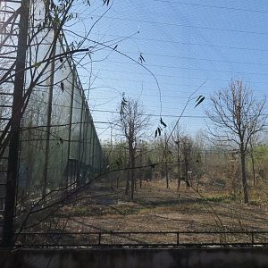 eagle and vulture enclosure