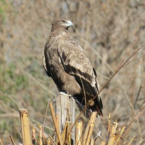 steppe eagle