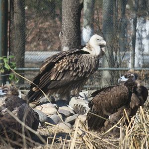 cinereous vulture and Himalayan vulture
