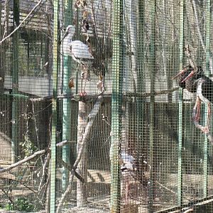 Oriental white stork and black stork
