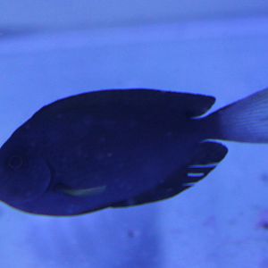 Thompson's surgeonfish - Acanthurus thompsoni