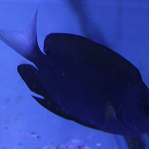 Thompson's surgeonfish - Acanthurus thompsoni