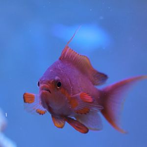 Pseudanthias squamipinnis - Lyre-tail anthias