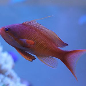 Pseudanthias squamipinnis - Lyre-tail anthias