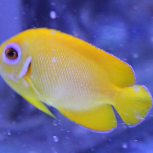 Centropyge flavissima