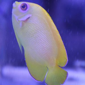 Centropyge flavissima