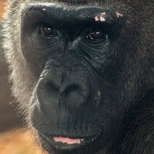 Dec. 2017 - Gorilla World - Samantha
