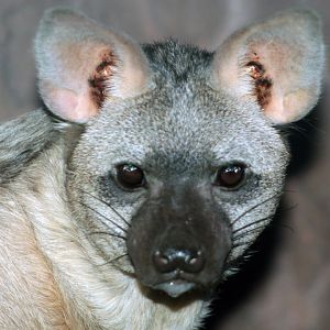 Dec. 2017 - Night Hunters - Aardwolf