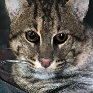 Dec. 2017 - Night Hunters - Fishing Cat