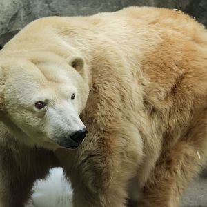 Dec. 2017 - Lords Of The Arctic - Polar Bear