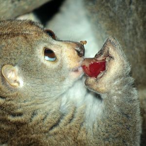 Dec. 2017 - Jungle Trails - Potto