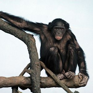 Dec. 2017 - Jungle Trails - Bonobo