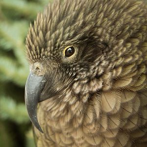 Dec. 2017 - Kea