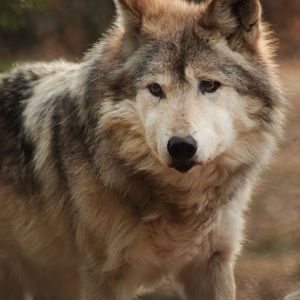 Dec. 2017 - Wolf Woods - Mexican Wolf - Sedona
