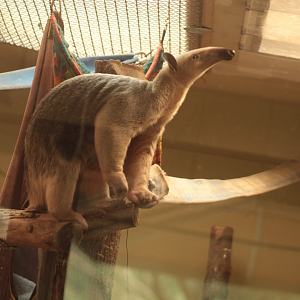 Dec. 2017 - Animal Ambassador Center - Southern Tamandua