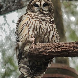 Dec. 2017 - Wolf Woods - Barred Owl