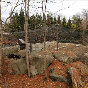 Dec. 2017 - Cat Canyon - Snow Leopard Exhibit (From Behind)