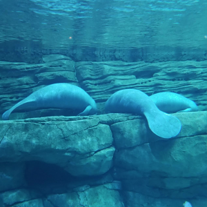 Dec. 2017 - Manatee Springs - Three New Rescues