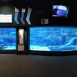 Dec. 2017 - Manatee Springs - Manatee Tank Panorama