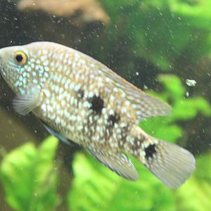 Pearl cichlid - Herichthys carpintis