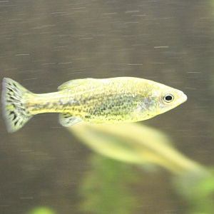 Ameca splendens