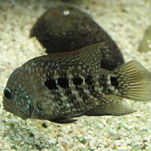 Pearl cichlid - Herichthys carpintis