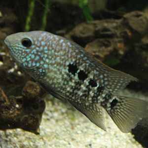 Pearl cichlid - Herichthys carpintis