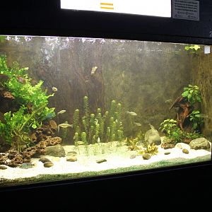 Central America Aquarium