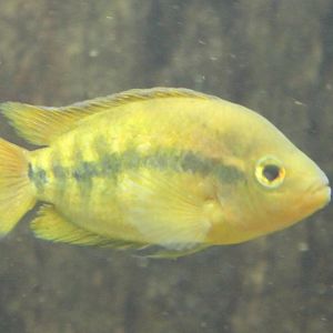 Rainbow cichlid - Archochentrus multispinosus