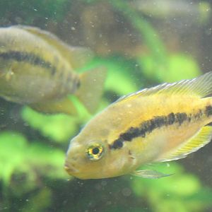 Rainbow cichlids - Archochentrus multispinosus