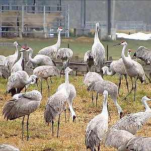 UF Beef Teaching Unit Sandhill Cranes - YouTube