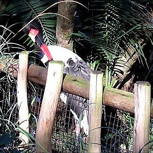 Disney's Animal Kingdom Saddle-Billed Stork - YouTube