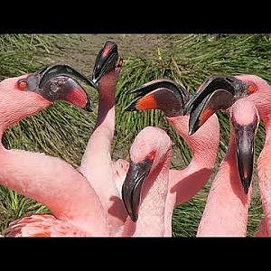 Disney's Animal Kingdom Lesser Flamingos - YouTube