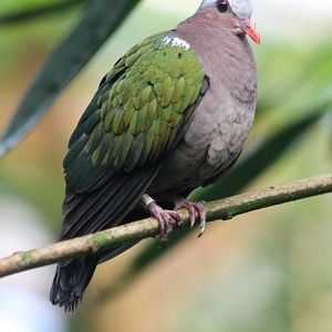 Emerald dove